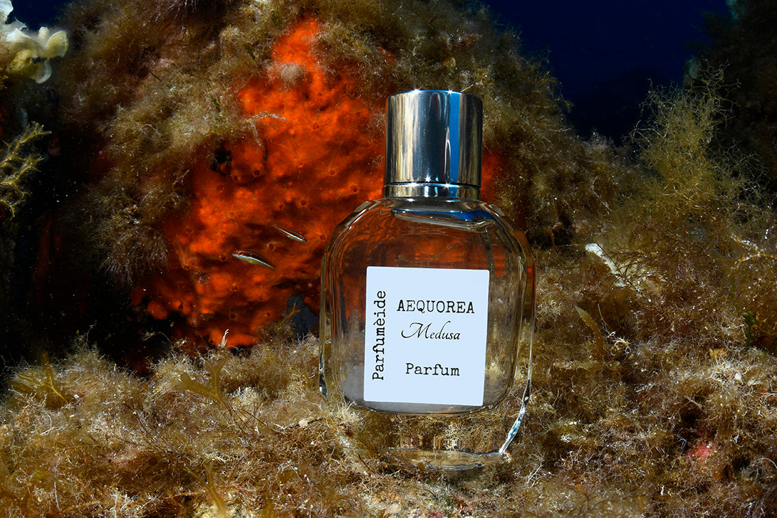 Aequorea. Medusa.